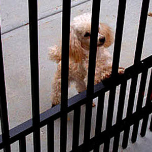 aluminum fence puppy pickets